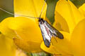 Green Long-horn Moth Adela reaumurella