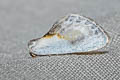 Chinese Character Cilix glaucata