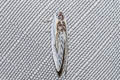 Chinese Character Cilix glaucata