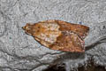 Light Brown Apple Moth Epiphyas postvittana