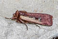 Flame Shoulder Moth Ochropleura plecta