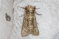 Frosted Green Polyploca ridens