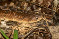 Banded Kukri Snake Oligodon fasciolatus (Small-banded Kukri Snake)