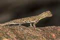 gliding lizard