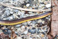 reed snake