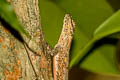 Singapore Gliding Lizard Draco abbreviatus
