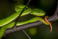 pit viper