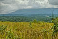 Khao Yai