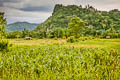 Khao Yai